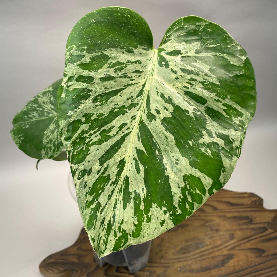 ワ*ャ様 lsw679品種保証！Bulbasaurモンステラ・フシギダネ　斑入り