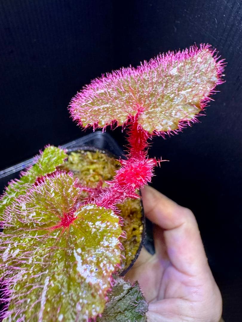 専用❣️超希少　Begonia sp. 'Kapuas hulu' 赤毛　ベゴニア