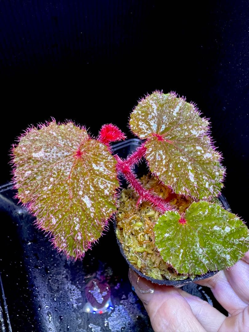 専用❣️超希少　Begonia sp. 'Kapuas hulu' 赤毛　ベゴニア