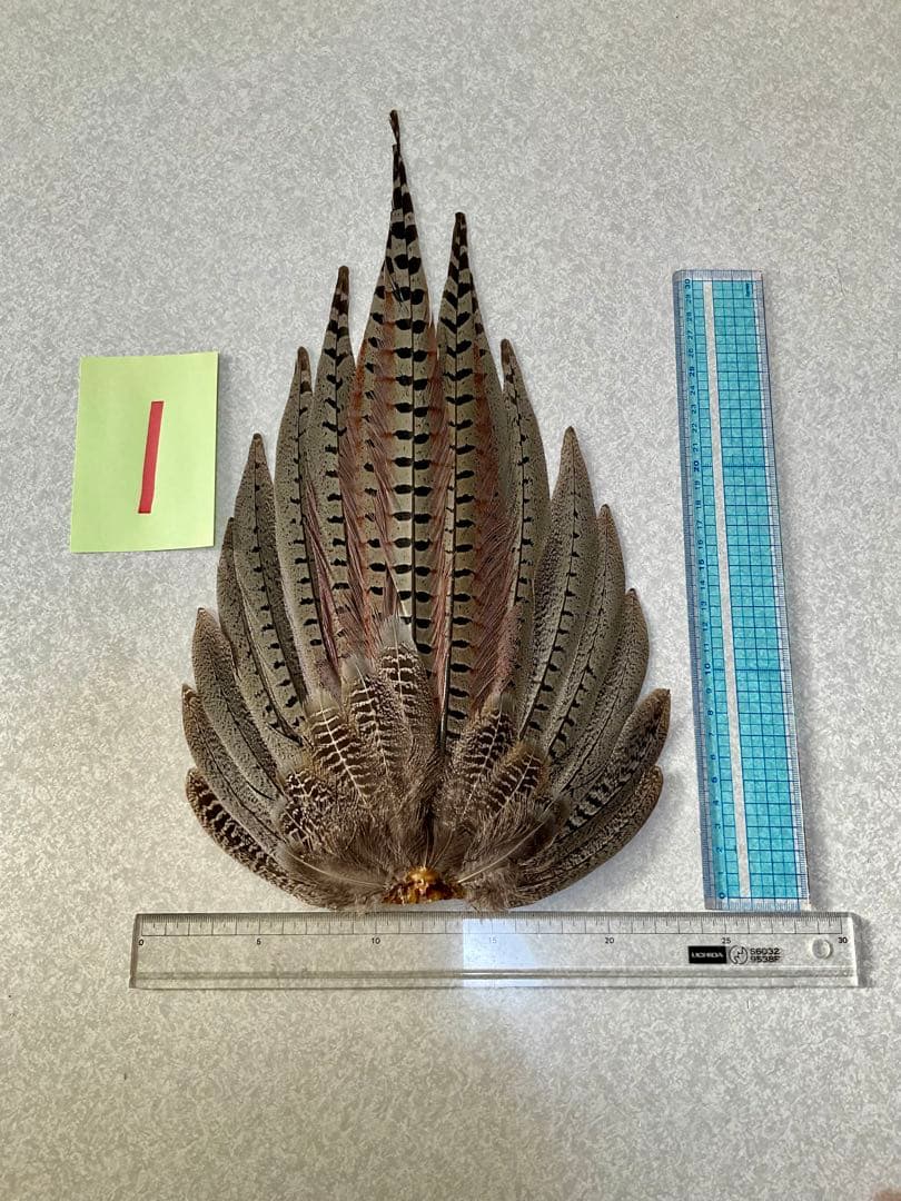 キジ尾羽　①標本