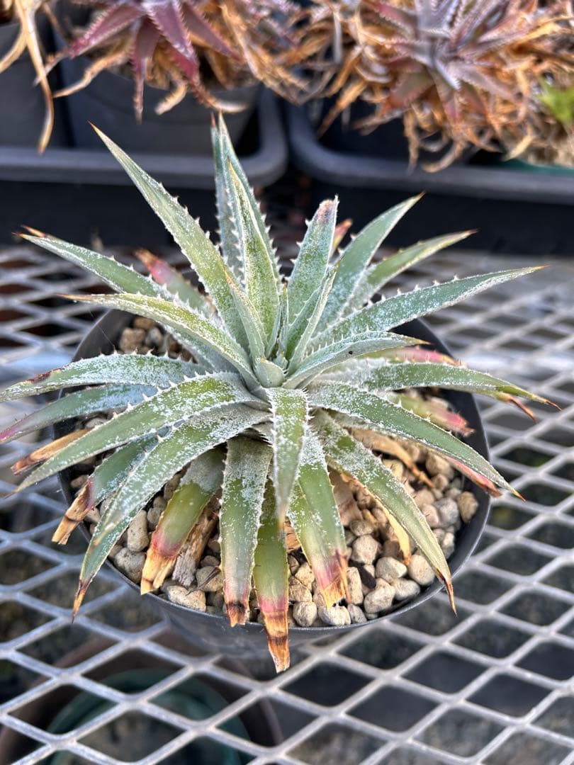 野生原種 ディッキア Dyckia hebdingii white form ⑴