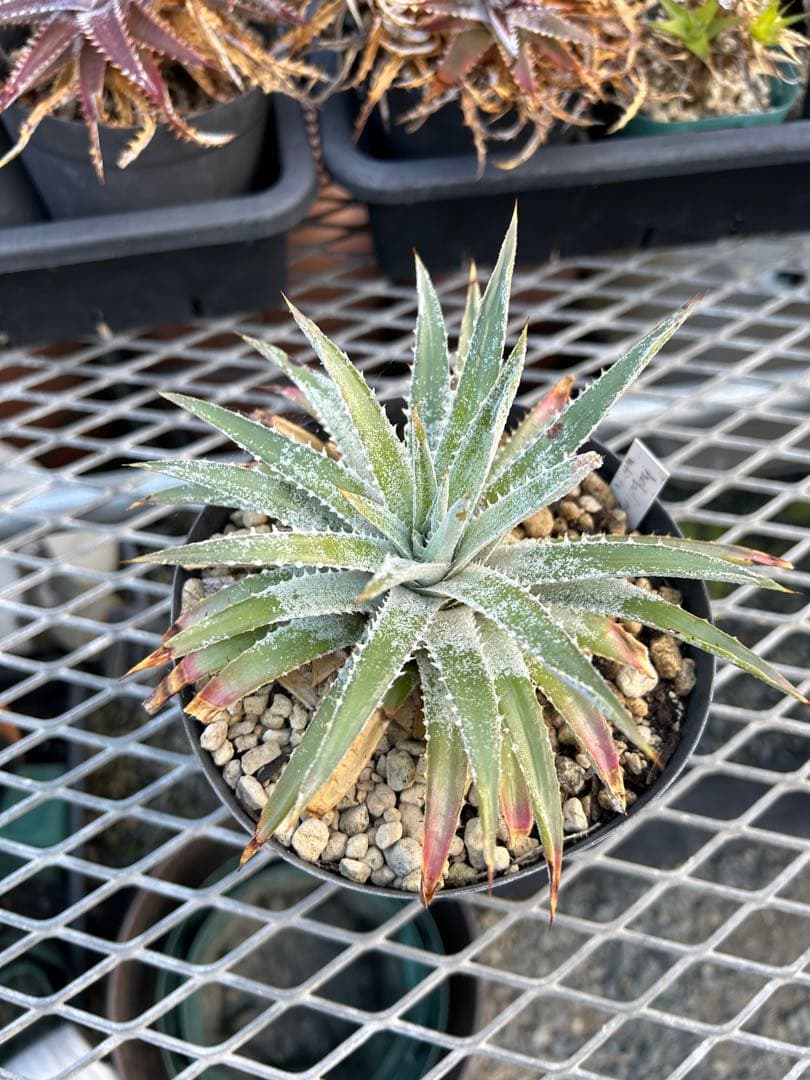 野生原種 ディッキア Dyckia hebdingii white form ⑴