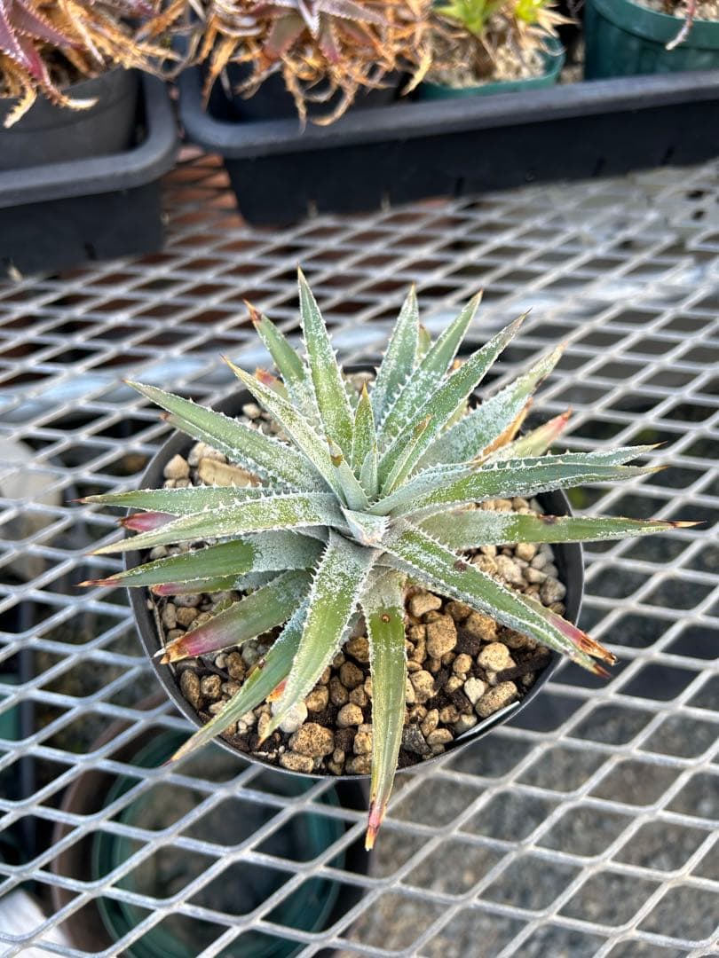野生原種 ディッキア Dyckia hebdingii white form ⑴