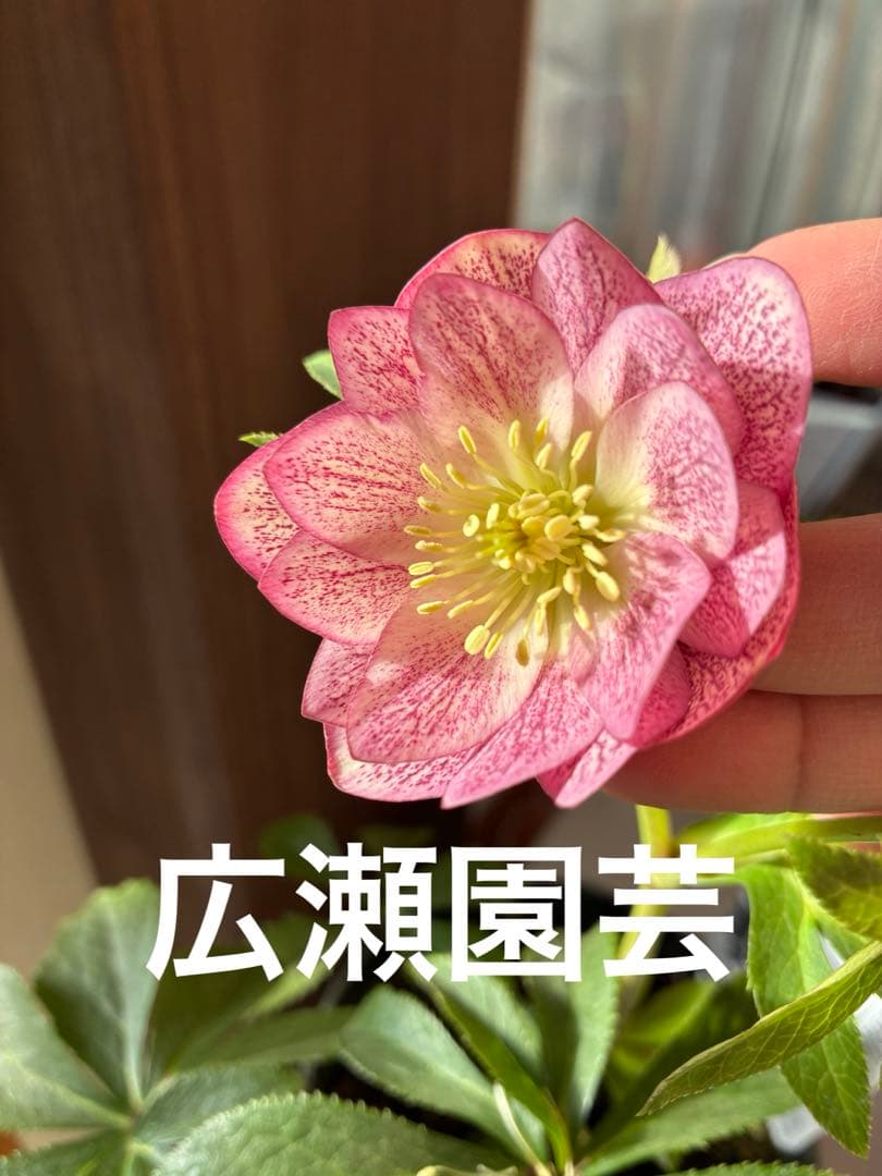 ♡広瀬園芸♡ ミストベイン