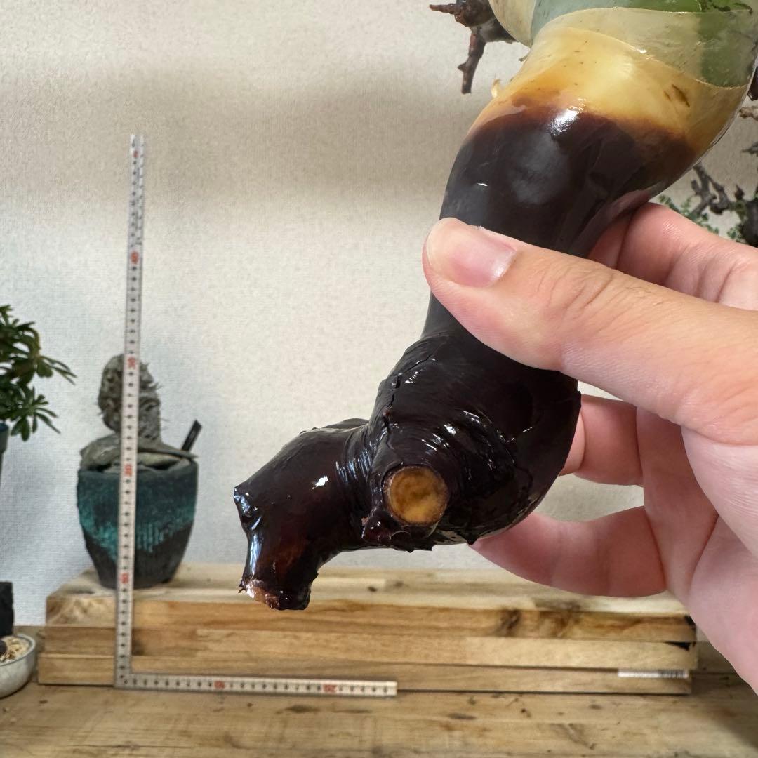 KS01 コミフォラ ピュア カタフ ソマリア 現地株 下処理済み
