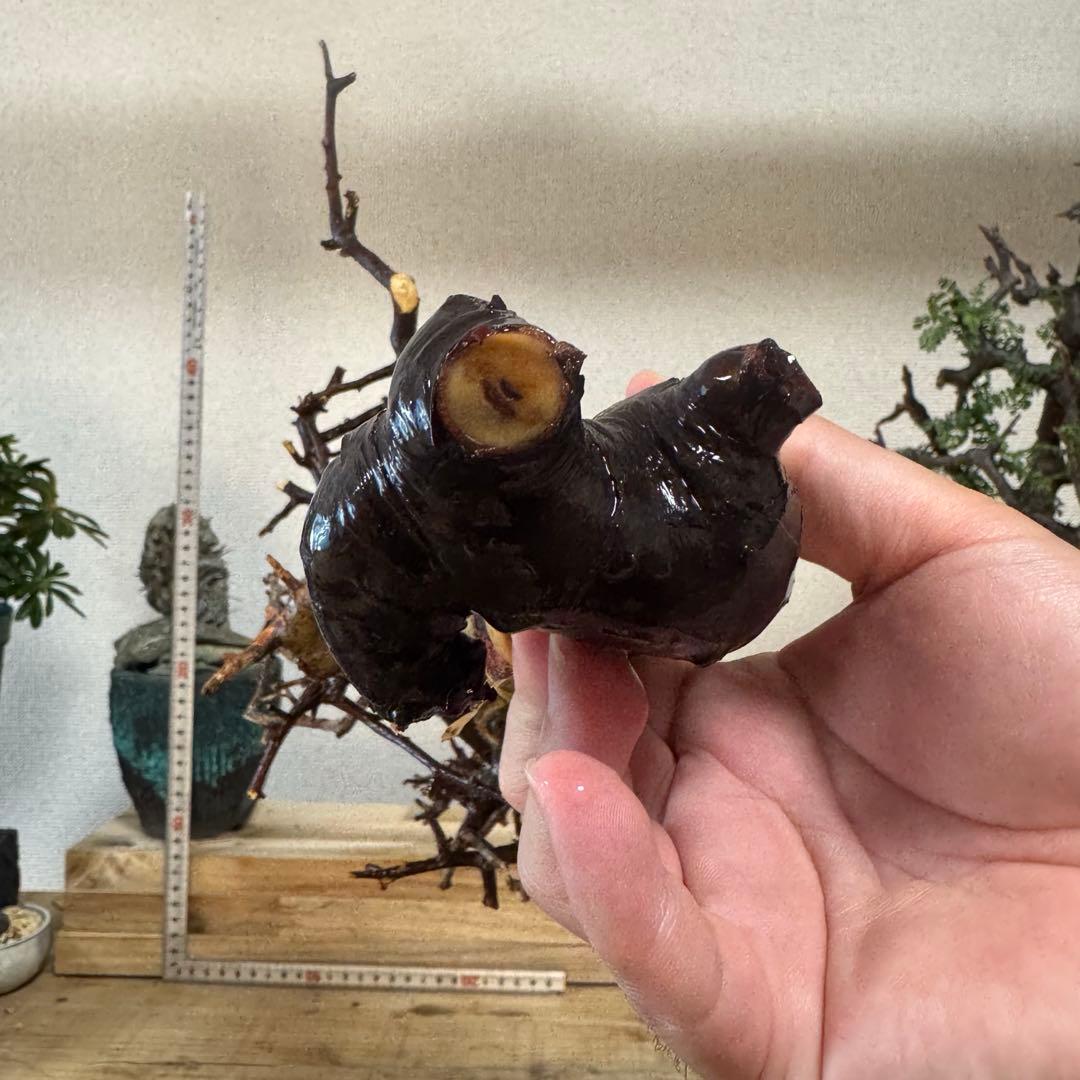 KS01 コミフォラ ピュア カタフ ソマリア 現地株 下処理済み