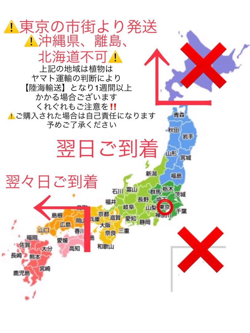 里山で完全野生化！幸運の木【ユッカグロリオサ＊アツバキミガヨラン】インドの鉢植え