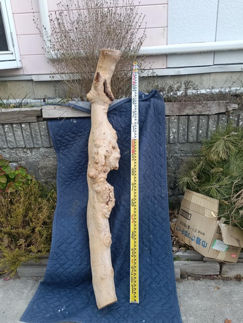 天然木　変木　カイズカイブキ　　無垢材　銘木　です。