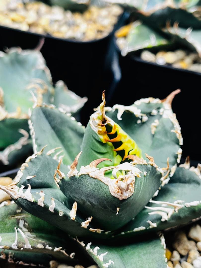 AGAVE TITANOTA イタリアメリクロン変異ロット株（子株付き）