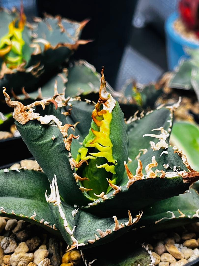 AGAVE TITANOTA イタリアメリクロン変異ロット株（子株付き）