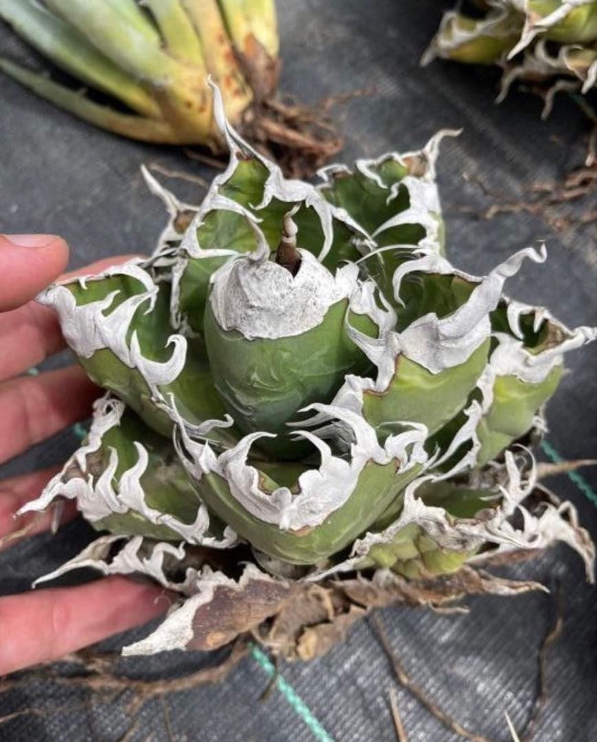 AGAVE TITANOTA イタリアメリクロン変異ロット株（子株付き）