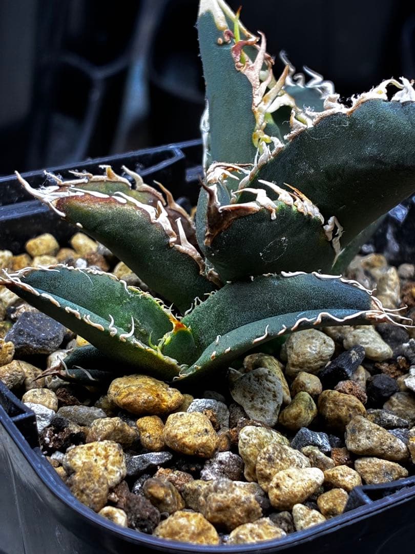 AGAVE TITANOTA イタリアメリクロン変異ロット株（子株付き）