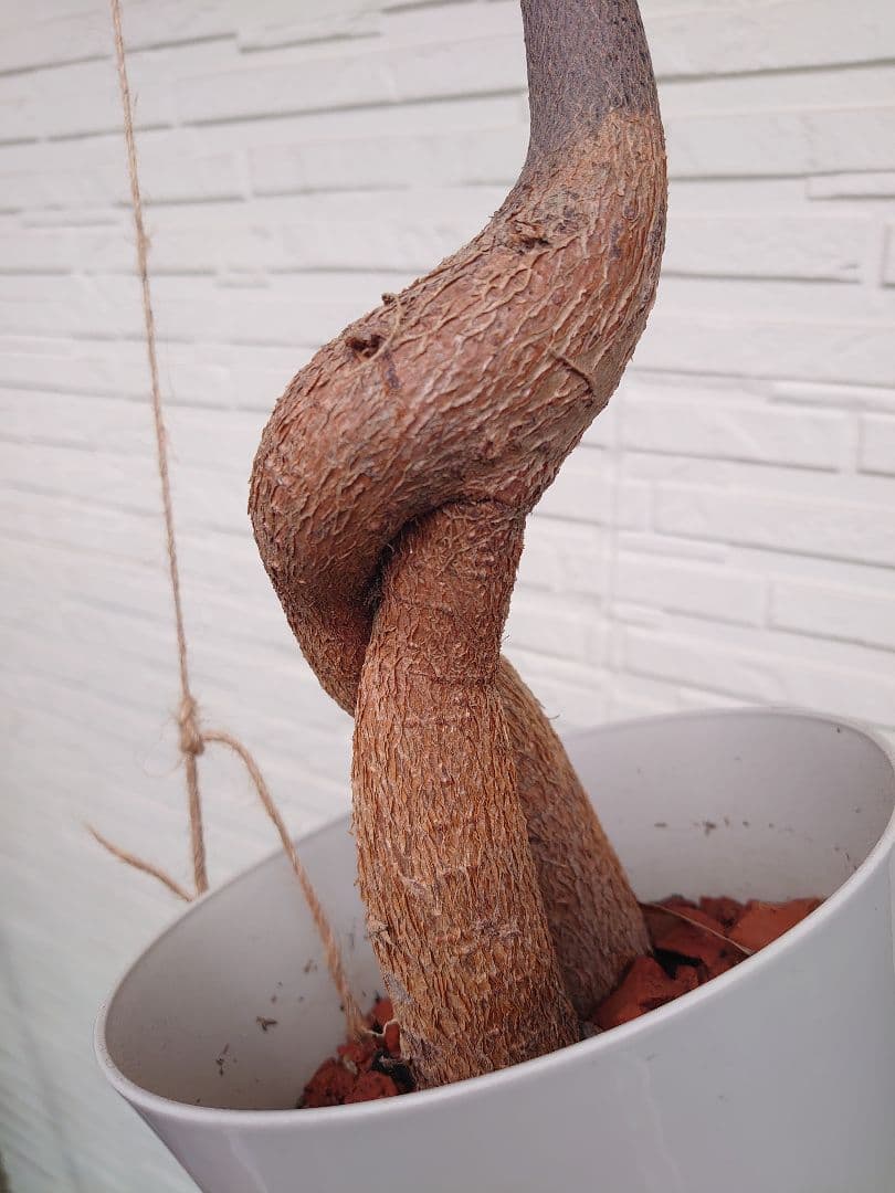 ボトルツリー