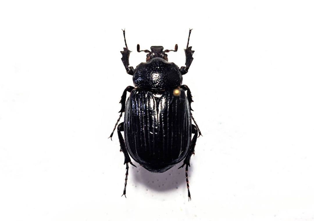 ９月限定　昆虫標本　珍品クイグルトラハナムグリ♀