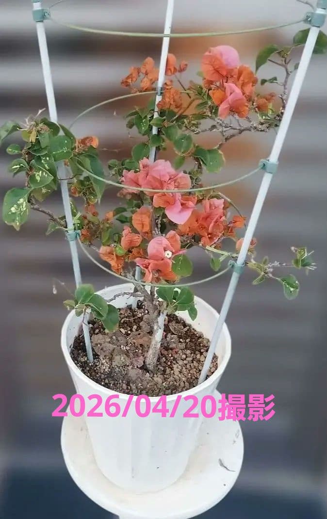 ブーゲンビリア　エンジェルオレンジ　希少