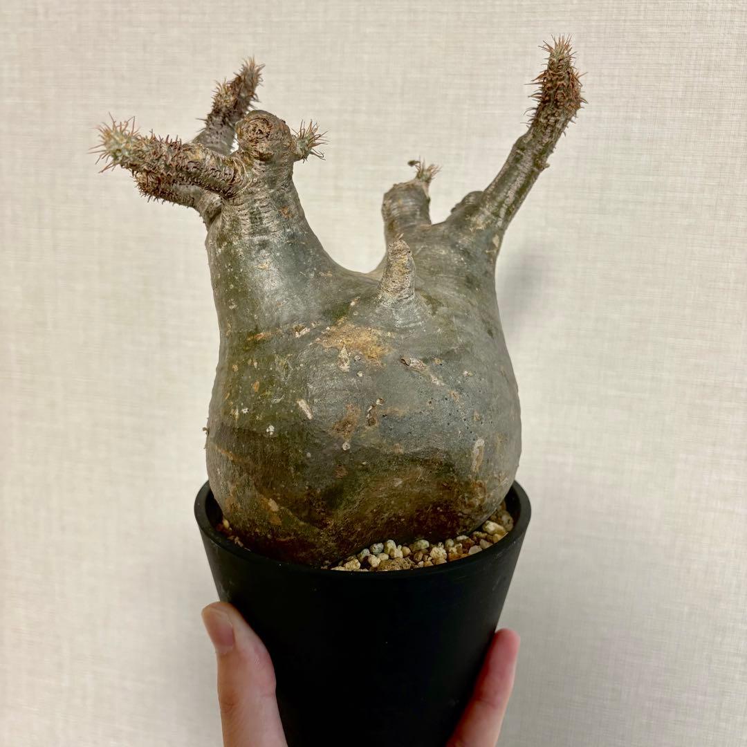 パキポディウム・グラキリス④　発根済み　現地球