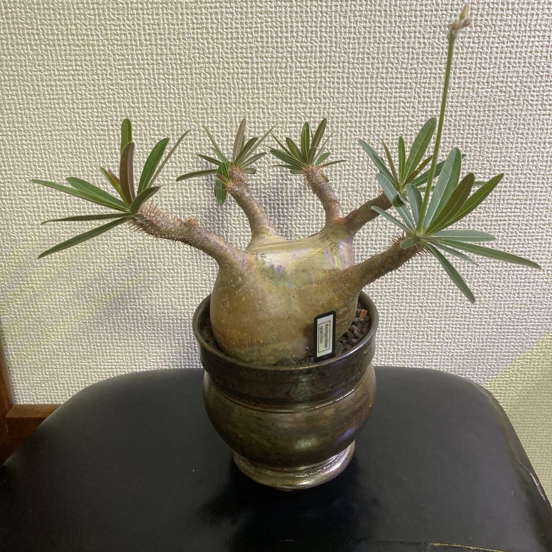 冬の値下げ❕　グラキリス　鉢付き　パキポディウム