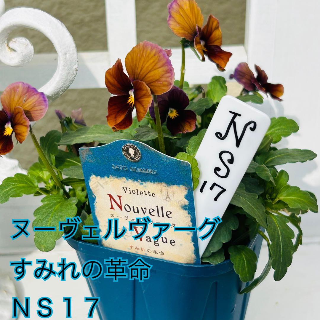 ＮＳ１７♥ サトウ園芸ヌーヴェルヴァーグ　すみれの革命♥超希少♥花苗ポットごと