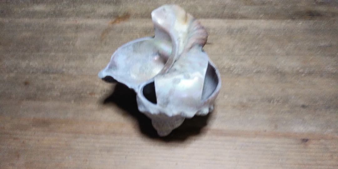 巻き貝の灰皿