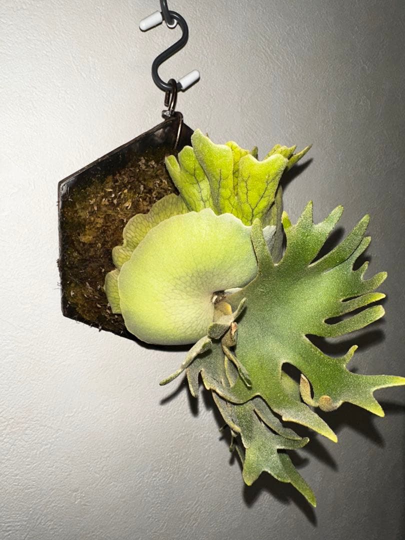 P.willinckii Golden boy (金童)ゴールデンボーイ