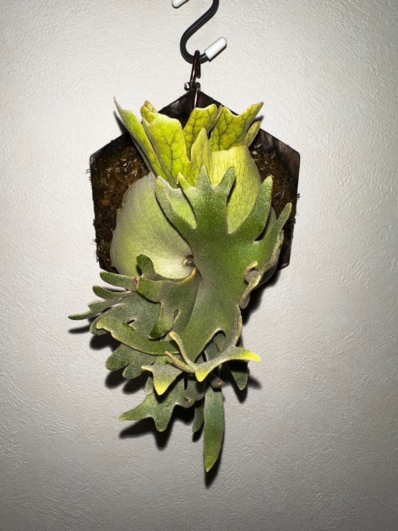 P.willinckii Golden boy (金童)ゴールデンボーイ