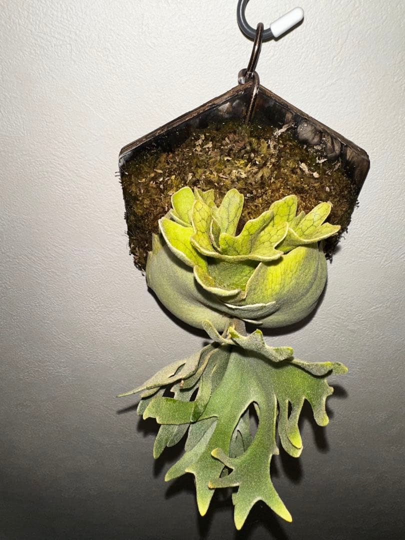 P.willinckii Golden boy (金童)ゴールデンボーイ
