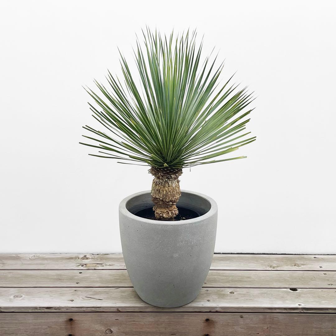 観葉植物 ユッカ ロストラータ