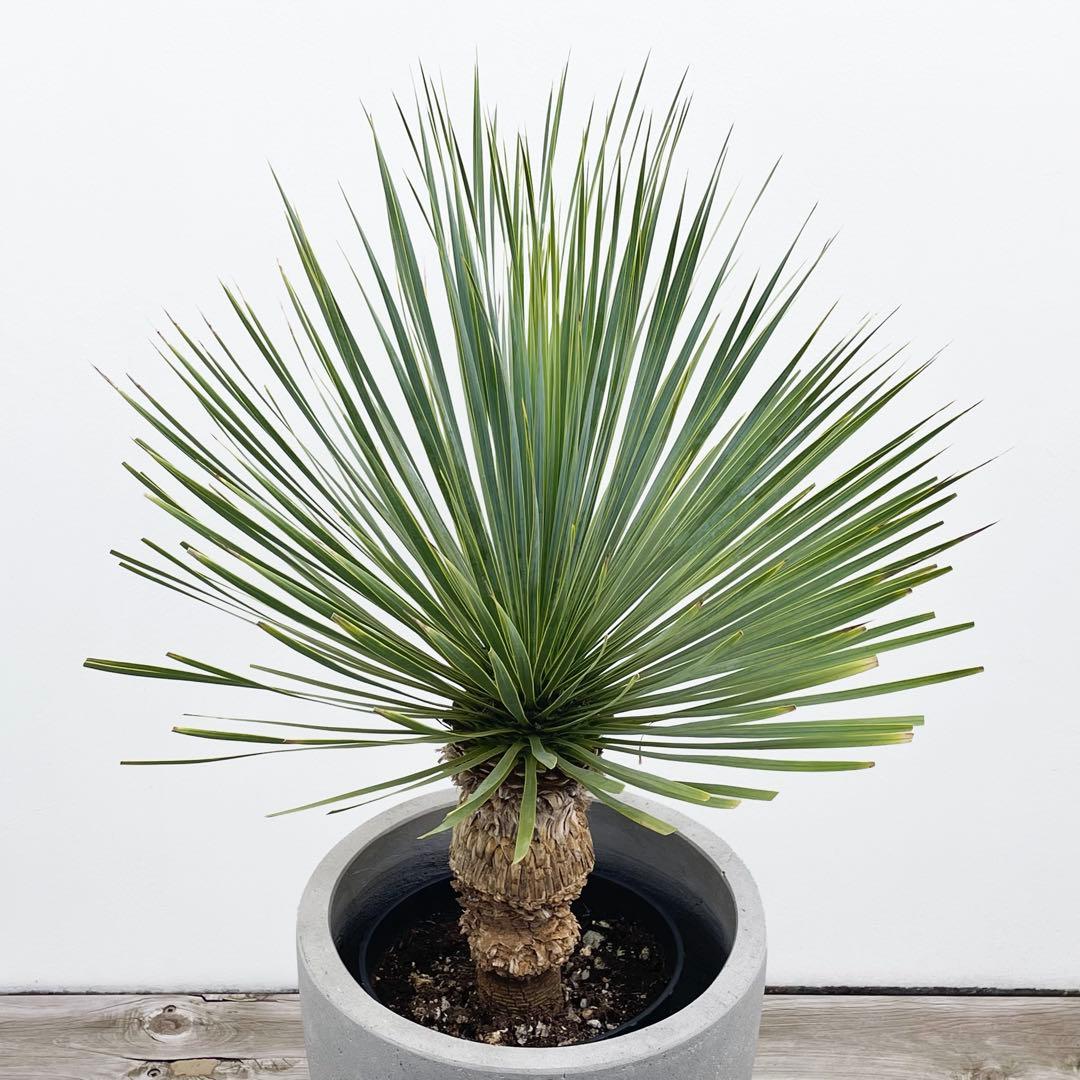 観葉植物 ユッカ ロストラータ