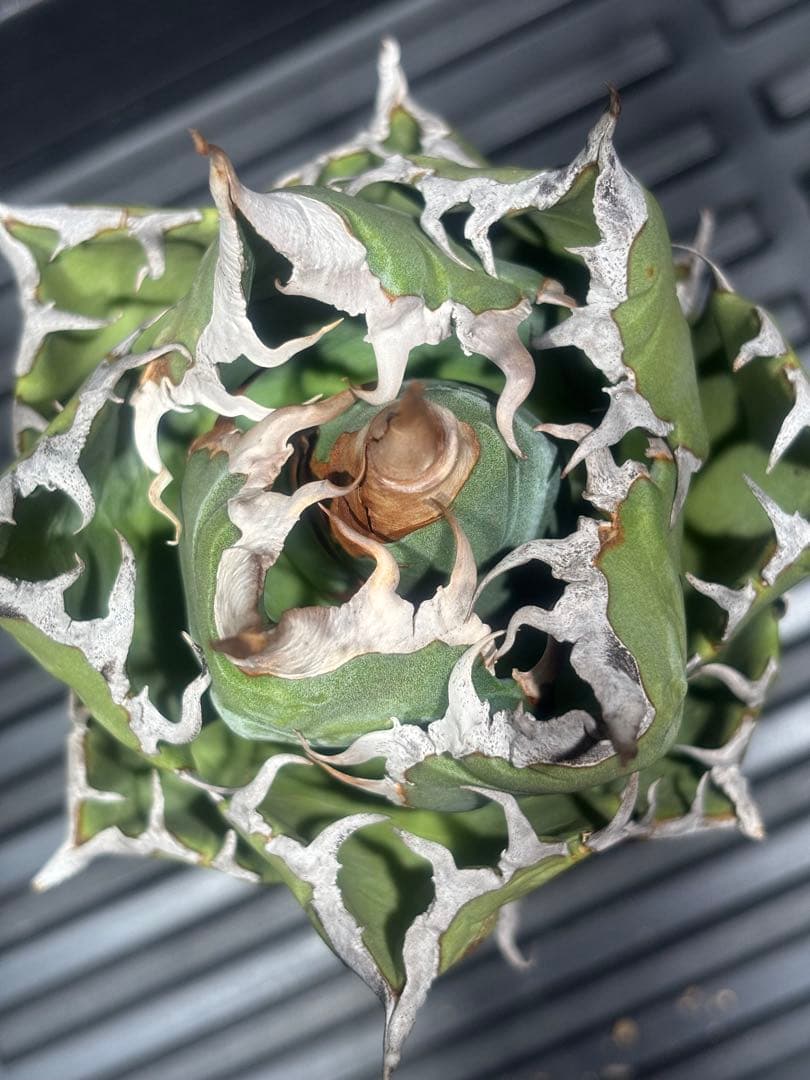 怪物級！アガベスーパーチタノタ（極上株）超S級悪魔くんBAKEMONO高級品種！