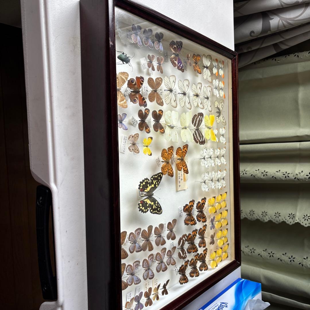 蝶の標本 木製フレーム41✖️51cm