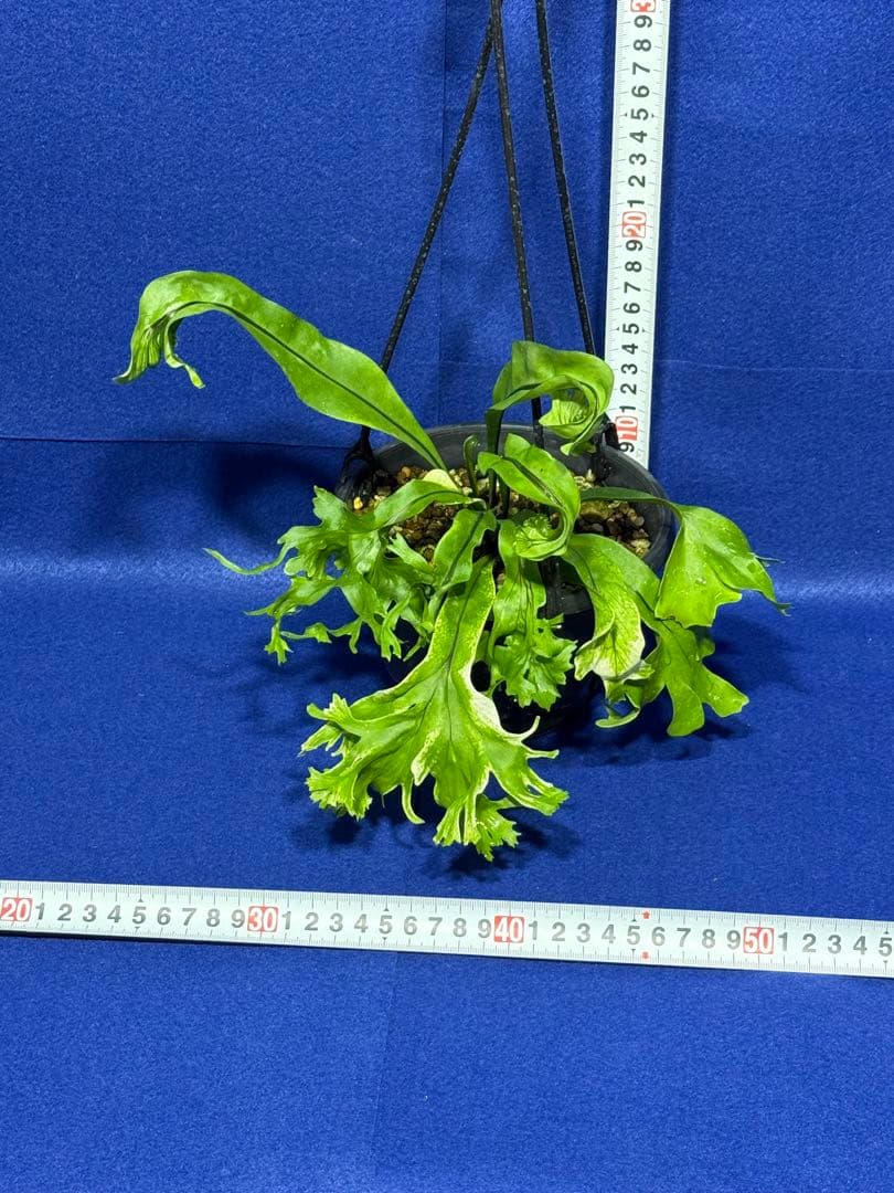17 Microsorum sp.variegated 斑入りミクロソリュウム