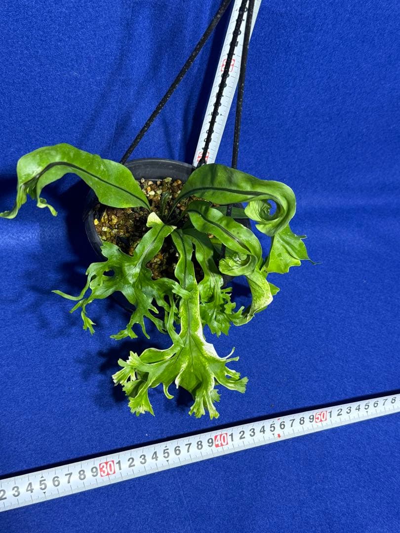 17 Microsorum sp.variegated 斑入りミクロソリュウム