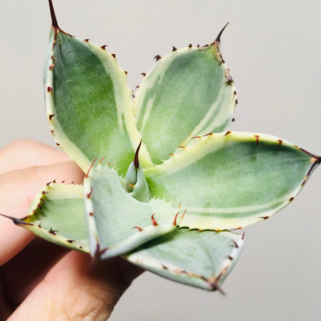 【稀少】オリザバ TC苗 アガベ パリー Agave 'Orizaba'