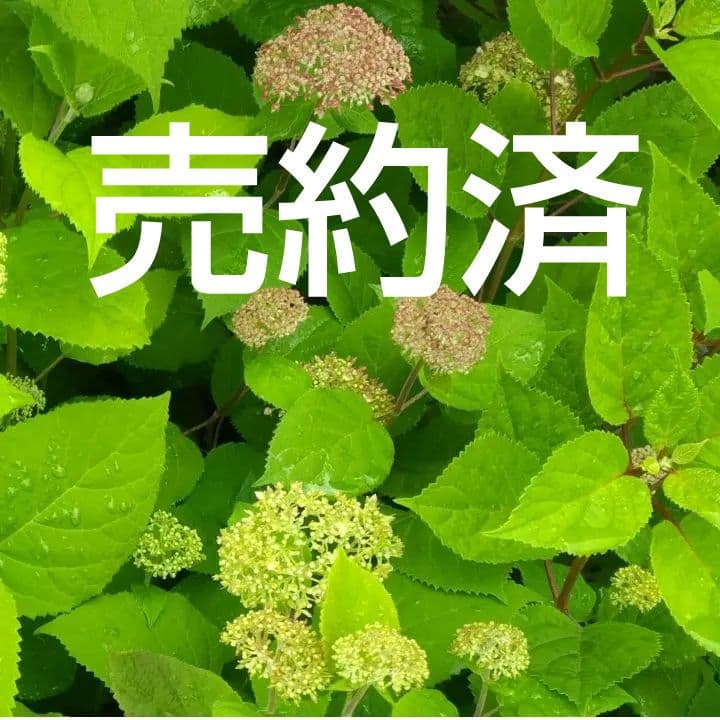 ピンクのアナベル 抜き苗⑧ ピンクピンクッション 紫陽花幼苗