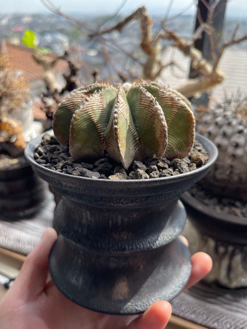 ヒントニー・菊水3株