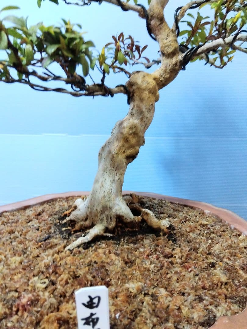 ✦由布姫　皐月盆栽　さつき盆栽　サツキ盆栽　花物盆栽