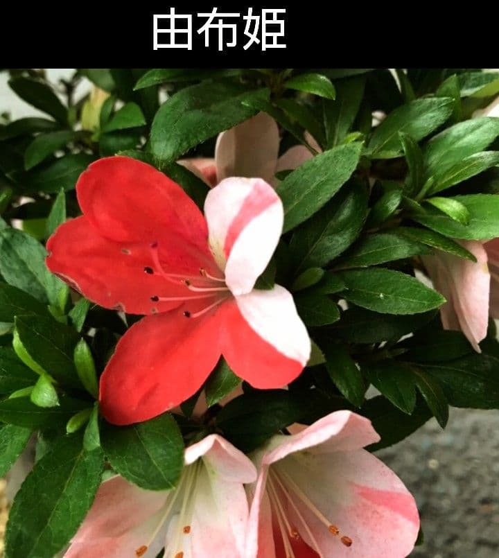 ✦由布姫　皐月盆栽　さつき盆栽　サツキ盆栽　花物盆栽