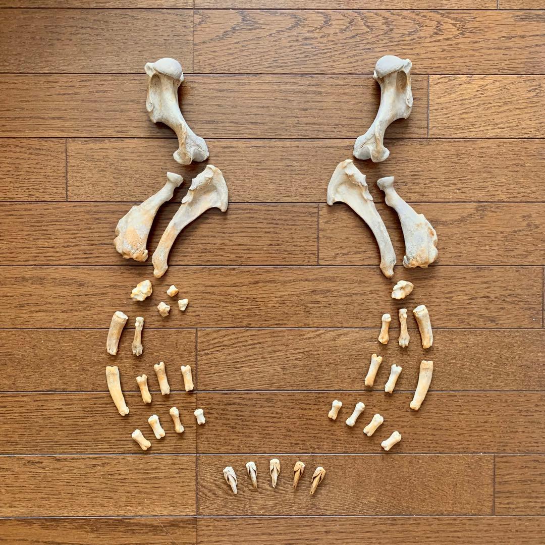 アザラシの腕の骨セット