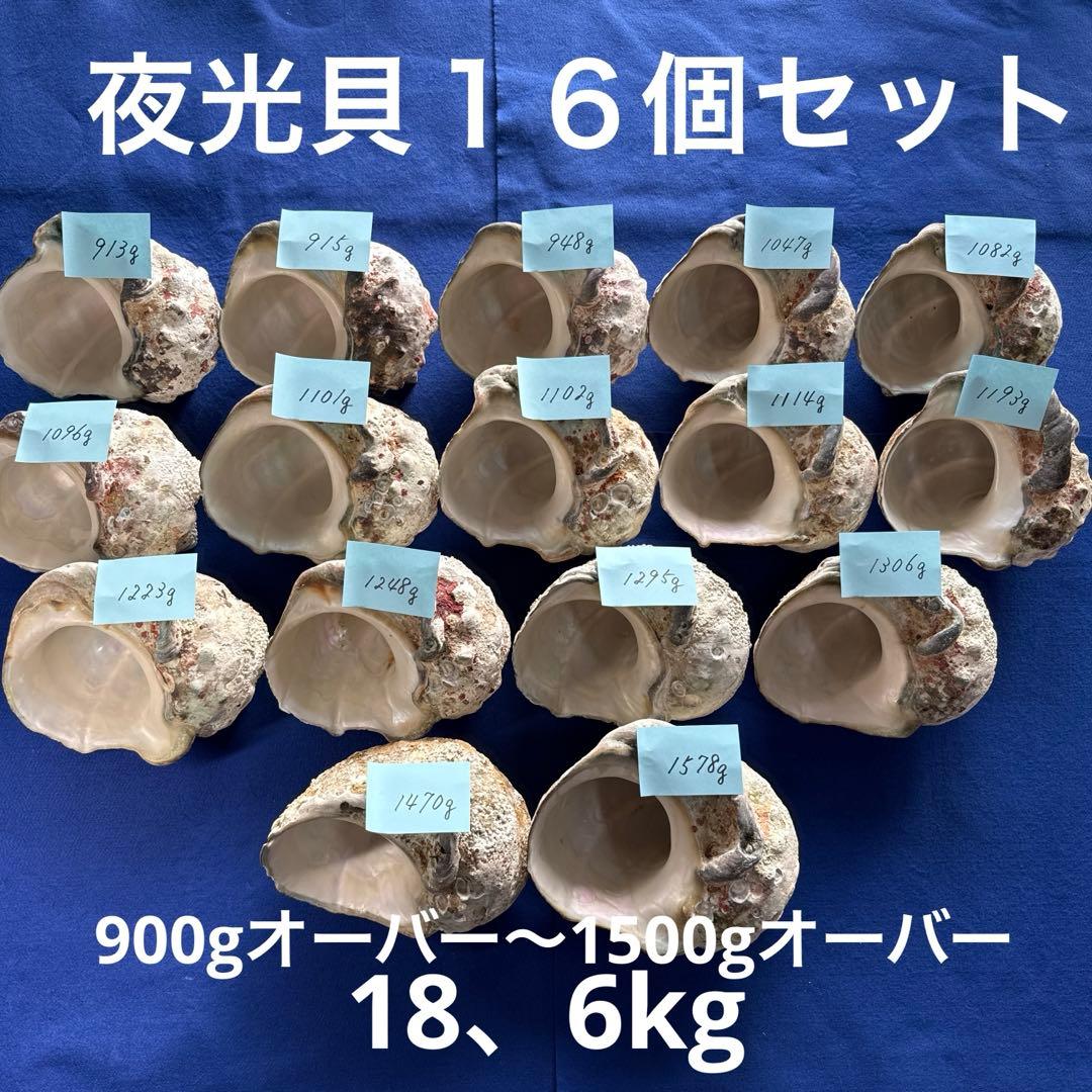 夜光貝　ヤコウ貝　まとめ売り　16個　18、6kg アクセサリー　ルアー
