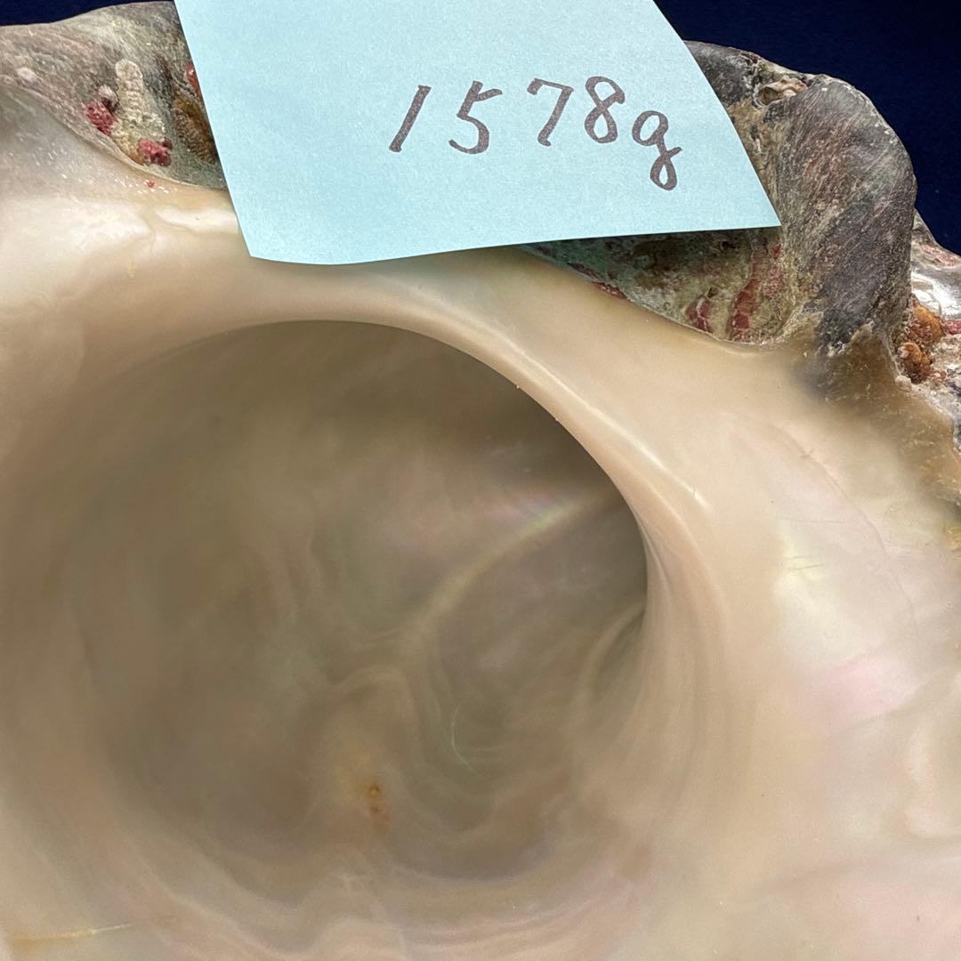 夜光貝　ヤコウ貝　まとめ売り　16個　18、6kg アクセサリー　ルアー