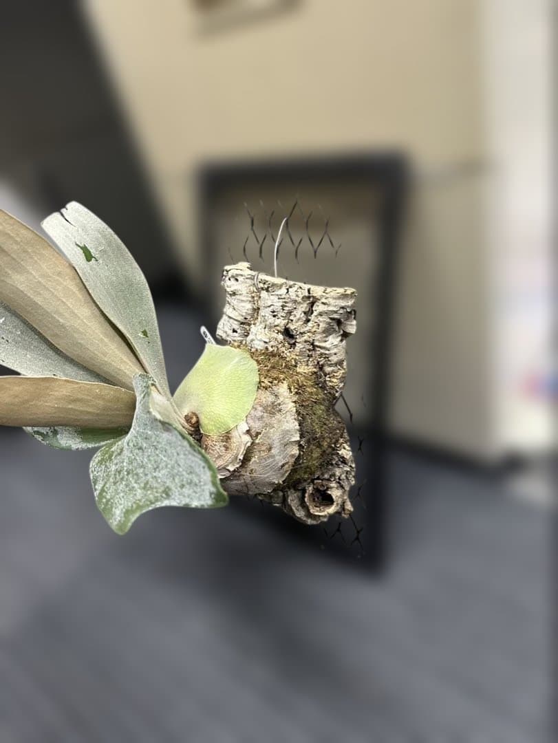 ビカクシダ 中型 着生植物