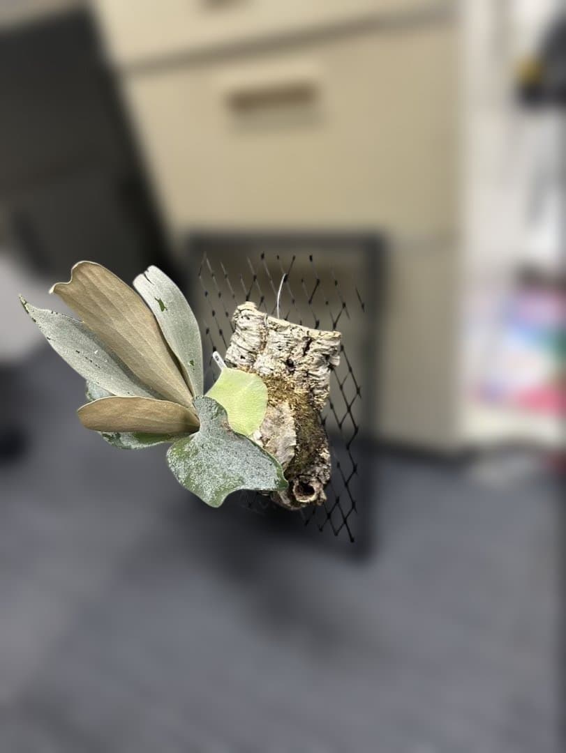 ビカクシダ 中型 着生植物