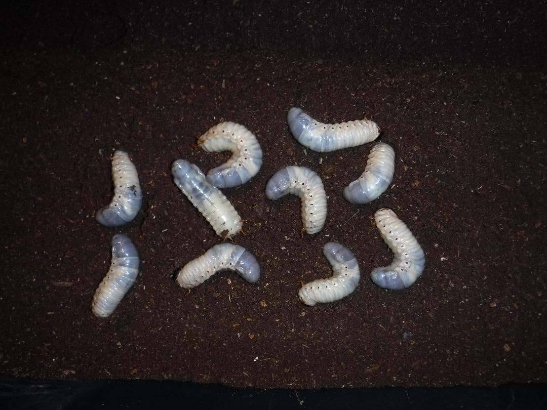 カブト虫マット1：発酵熟成竹：成虫・幼虫・産卵育成用：３００ℓ
