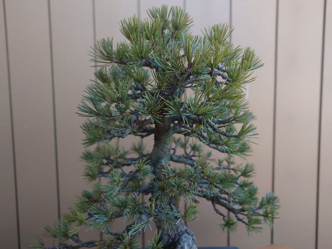 盆栽　五葉松　樹高35cm