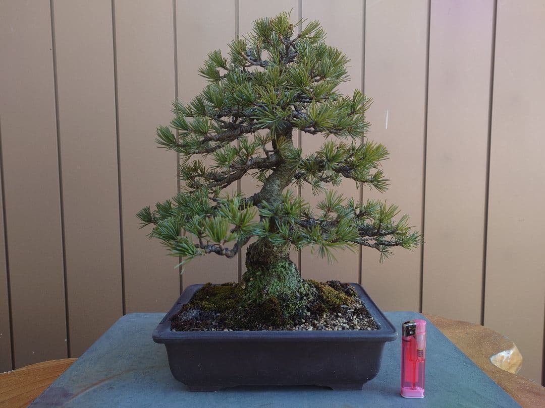 盆栽　五葉松　樹高35cm