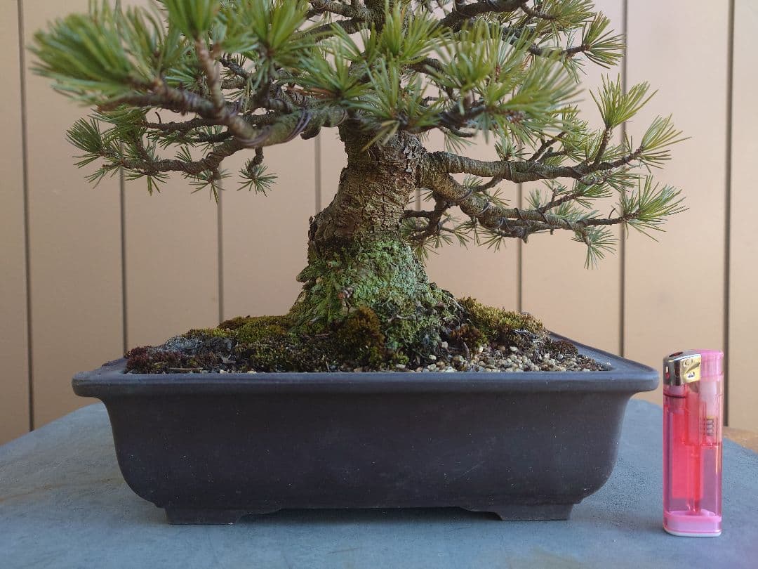 盆栽　五葉松　樹高35cm