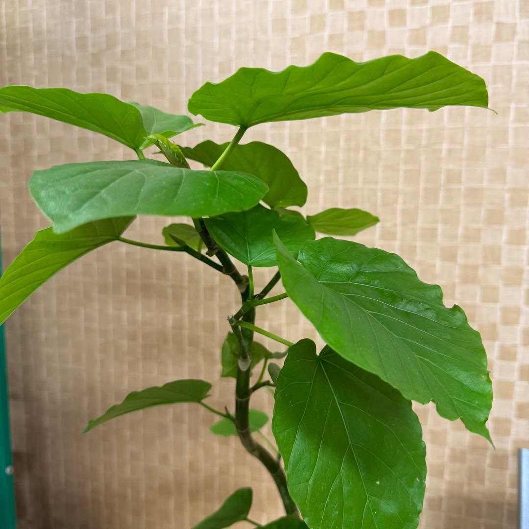 【現品】葉艶良好☆フィカス ウンベラータ 曲がり5号 観葉植物