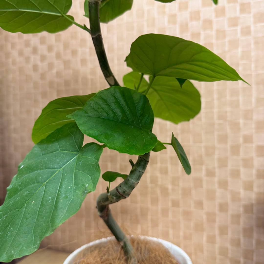 【現品】葉艶良好☆フィカス ウンベラータ 曲がり5号 観葉植物