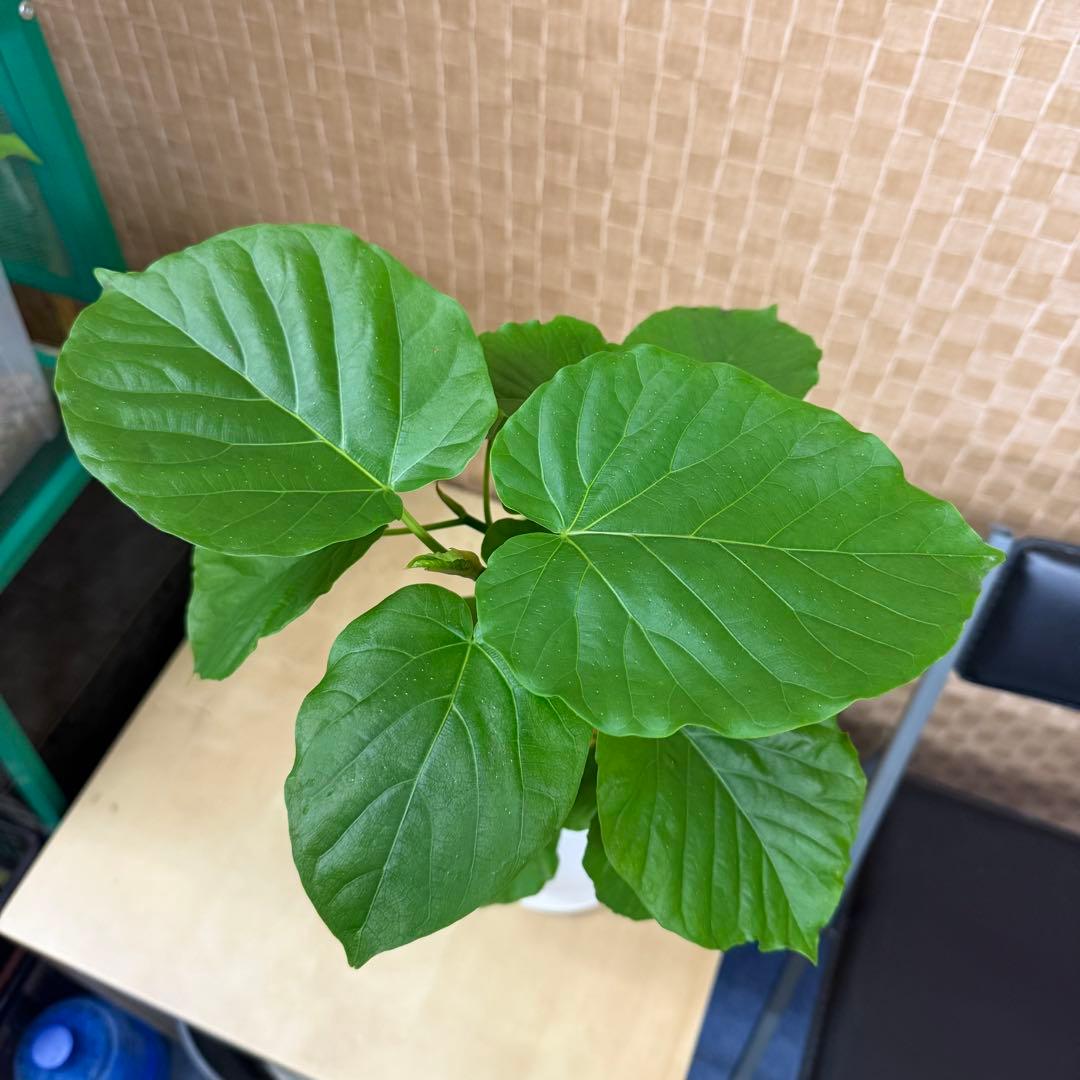 【現品】葉艶良好☆フィカス ウンベラータ 曲がり5号 観葉植物