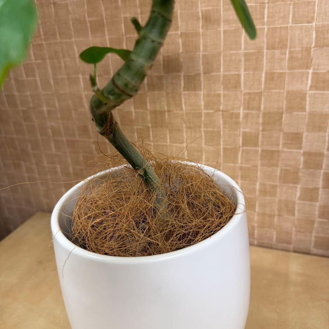 【現品】葉艶良好☆フィカス ウンベラータ 曲がり5号 観葉植物
